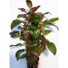 Akvarijní rostlina I--Z Alternanthera bettzickiana - Plevuňka červeně žíhaná