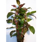 Alternanthera bettzickiana - Plevuňka červeně žíhaná – Zboží Dáma