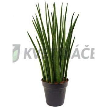 Sansevieria Spikes 24x90cm