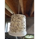 Sticky trap Sticky Trap Bílý kyblík k výrobě pasti na mouchy 3ks – Hledejceny.cz