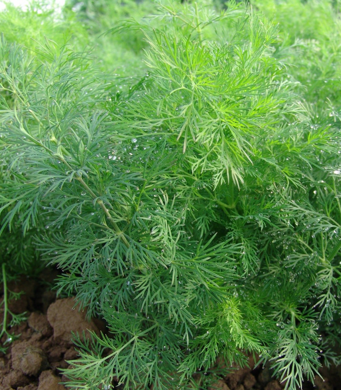 Kopr vonný Moravan - Anethum graveolens - semena kopru - 500 ks