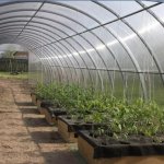 Scobax Agroman 12 x 4 m polykarbonát 4 mm BDX00861 – Zboží Dáma