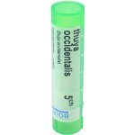 THUYA OCCIDENTALIS POR 5CH GRA 4G – Hledejceny.cz