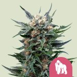 Royal Queen Seeds Royal Gorilla semena neobsahují THC 1 ks – Zboží Dáma