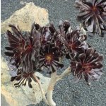 Aeonium arboreum v. atropurpureum Schwarzkopf – Zboží Dáma