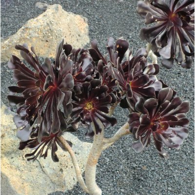 Aeonium arboreum v. atropurpureum Schwarzkopf – Zboží Dáma