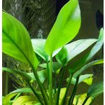 Anubias congensis round – Zboží Dáma