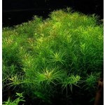 Rotala Boshi - Nanjenshan – Zboží Mobilmania