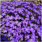Tařička zahradní fialová Aubrieta hybrida semena 200 ks – Hledejceny.cz