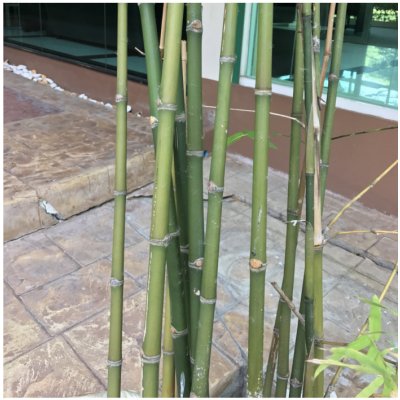 Bambus obrovský - Bambusa Arundinacea - osivo bambusu - 2 ks – Zboží Dáma