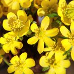 Talovín zimní květináč 9cm – Zboží Mobilmania