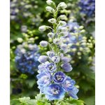 Delphinium 'Delphina Light Blue/White Bee' Velikost hrnku: 0,5 l – Sleviste.cz