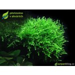 Vesicularia ferriei - Weeping Moss – Zboží Dáma