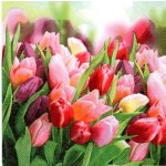 ubrousky 33 x 33 cm tulipány