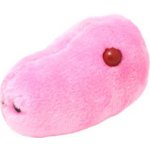 Prasečí chřipka – Sleviste.cz