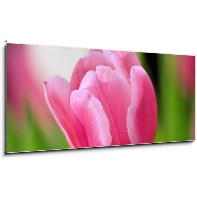 Obraz 1D panorama - 120 x 50 cm - tulip tulipán – Zboží Mobilmania