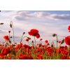 Tapety WEBLUX Fototapeta papír Anzac Day memorial poppies. Field of red poppy flowers to honour fallen veterans soldiers in battle of Anzac armistice day. Wildflowers blooming p 184 x 128 cm