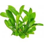 Echinodorus Grisebachii - Šípatkovec malokvětý – Hledejceny.cz