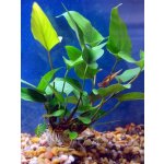 Anubias hastifolia – HobbyKompas.cz