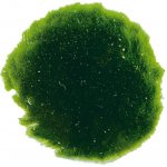 Cladophora aegagropila - Mechová koule 6 ks – Hledejceny.cz