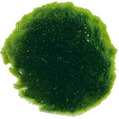 Cladophora aegagropila - Mechová koule 6 ks – Hledejceny.cz