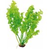 Akvarijní rostlina I--Z Aponogeton ulvaceus KN