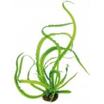 Crinum natans - Křín plovoucí – Sleviste.cz