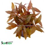 Alternanthera reineckii mini - Plevuňka reinekova mini – Zboží Dáma