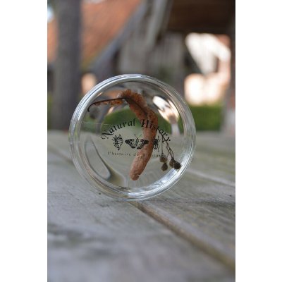 Esschert Design Petriho miska sklo čirá 120 ml 11 x 2,5 cm – Zbozi.Blesk.cz