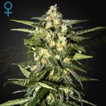 Green House Seeds Jack Herer AUTO semena neobsahují THC 3 ks – Zboží Mobilmania