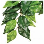 HAGEN Rostlina Ficus střední 55 cm – Zboží Dáma