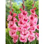 Mečík 'Apricot beauty' 5 ks – Hledejceny.cz