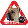 Autovýbava Grel nálepka na sklo pozor pes v autě italský mastif světlý