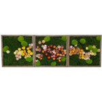 Mechové obrazy TRIO flowers Velikost: 35x25cm – Hledejceny.cz