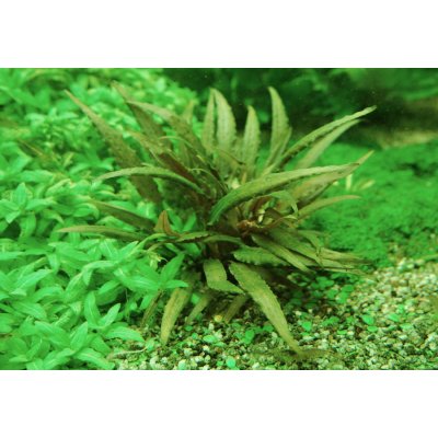 Cryptocoryne beckettii – Zboží Dáma