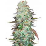 420 Fast Buds G14 AUTO semena neobsahují THC 3 ks – Zboží Dáma