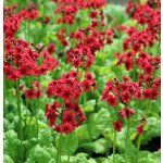 Primula japonica "Millers Crimson" – košík 9×9 cm – Zboží Dáma