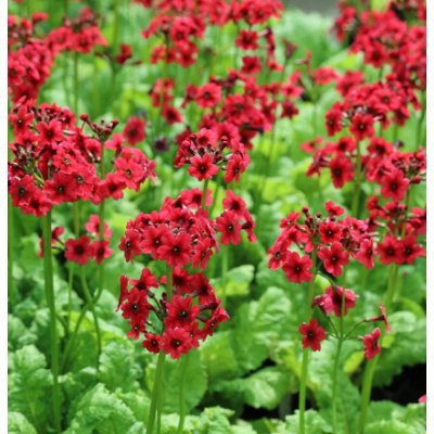 Primula japonica "Millers Crimson" – košík 9×9 cm – Zboží Dáma