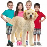 Schleich Farm World Goldendoodle 13939 – Zbozi.Blesk.cz