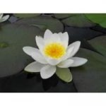 Limnophila aromatica - Bahnatka vonná – Hledejceny.cz