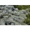 Květina Picea pungens 'Moerheim' Prodejní velikost: 030/040, Velikost hrnku: 5 l