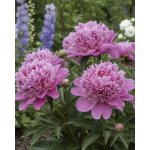 Pivoňka 'Monsieur Jules Elie' v květináči – Zboží Dáma