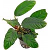 Akvarijní rostlina I--Z Anubias barteri var. coffeefolia