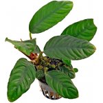 Anubias barteri var. coffeefolia