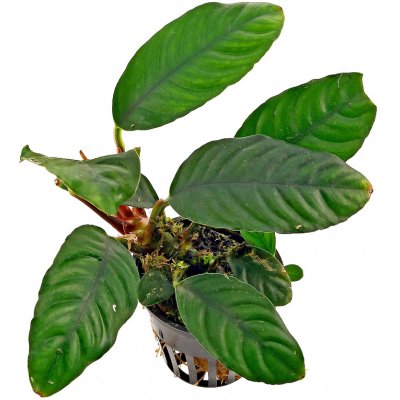 Anubias barteri var. coffeefolia – Zboží Mobilmania