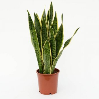 Sansevieria laurentii 21x70cm