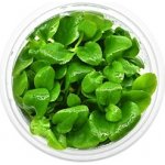 Lobelia cardinalis Mini – Hledejceny.cz