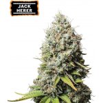 Seedstockers Jack Herer semena neobsahují THC 3 ks – Sleviste.cz