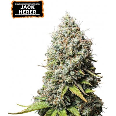 Seedstockers Jack Herer semena neobsahují THC 3 ks – Sleviste.cz
