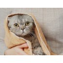 Veterinární přípravek Frontline Combo Spot-On Cat 1 x 0,5 ml